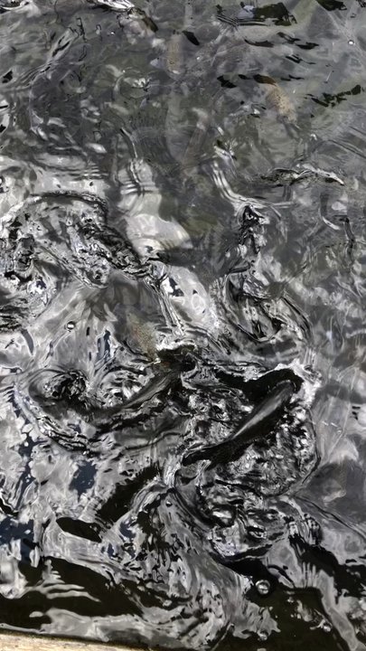 Durango State Trout Hatchery and Rearing Unit - Fish swimming in their pools - Public Services & Government Near Me - Durango, Colorado