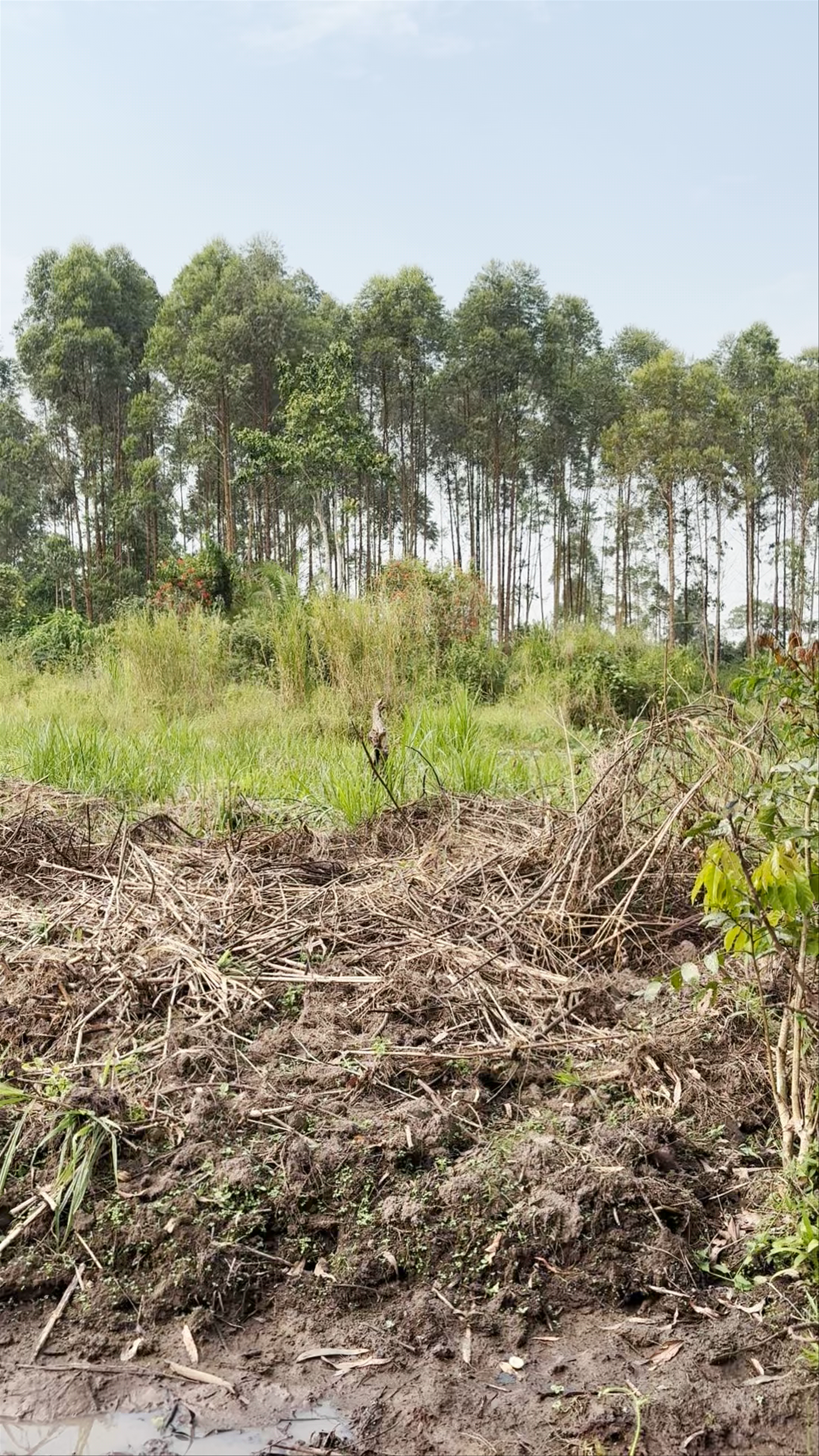 Bigodi Wetland Sanctuary