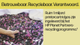 Toner HP 37A Negro Zwart video - thumbnail