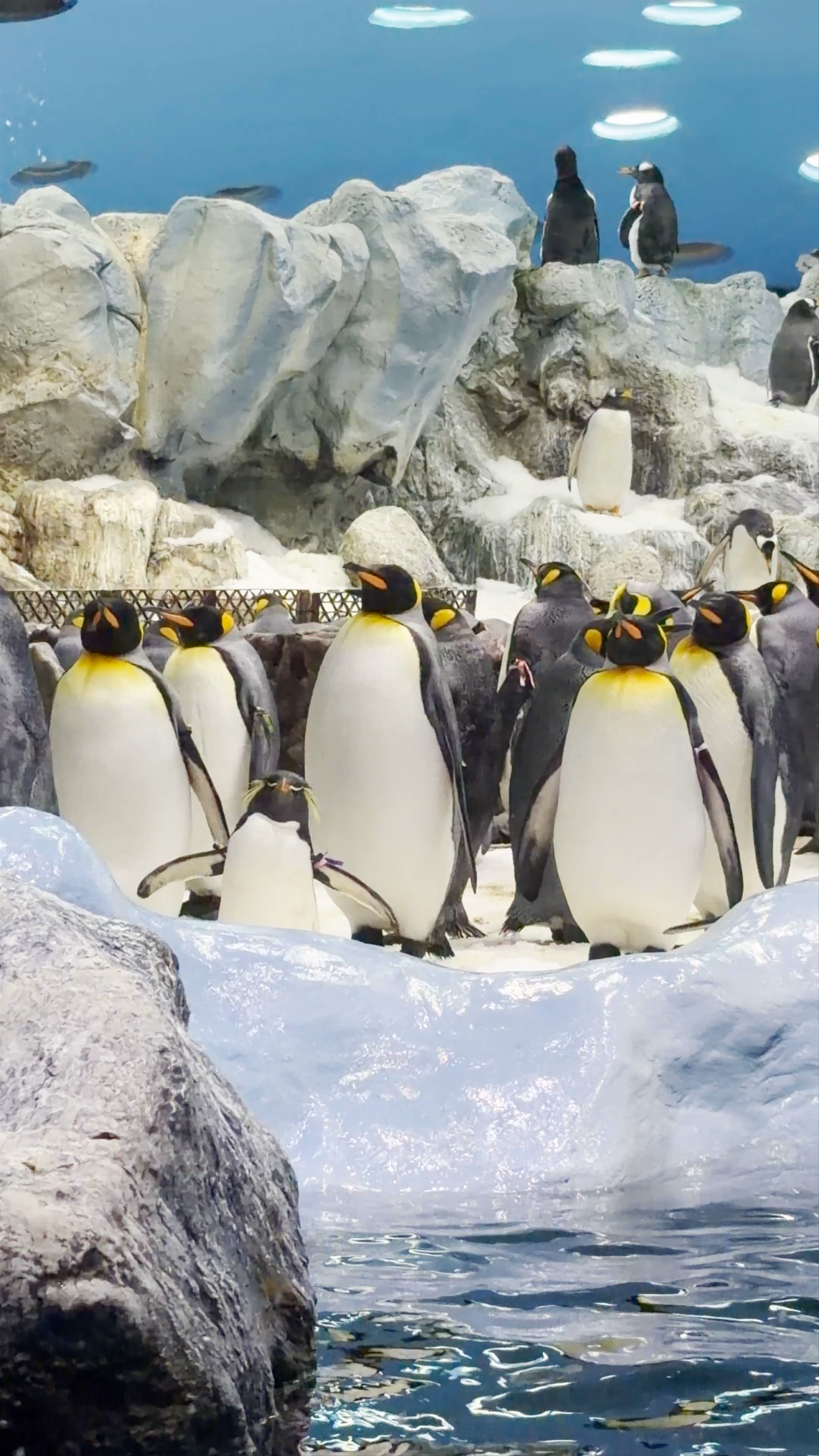 Loro Parque