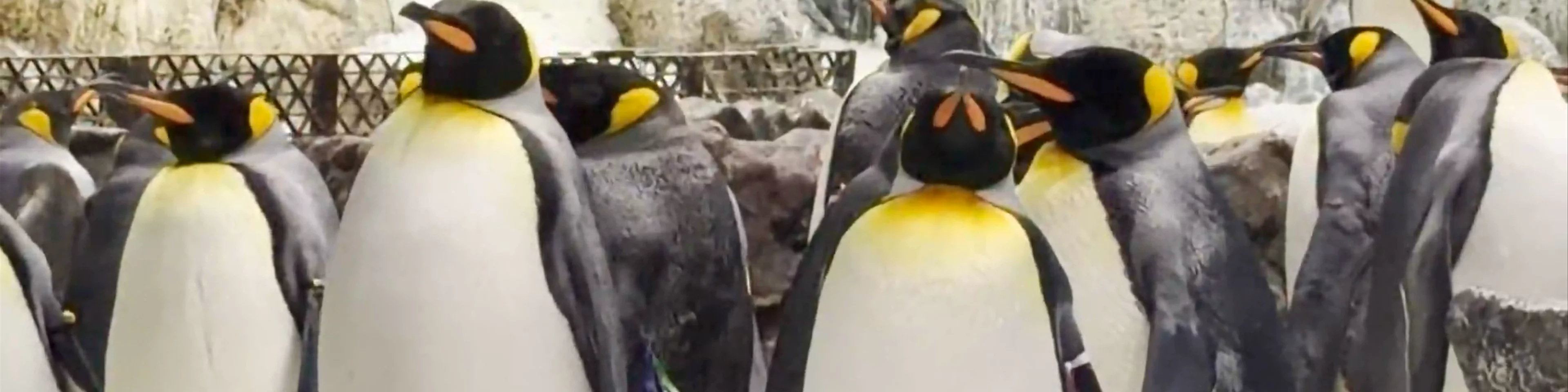Loro Parque