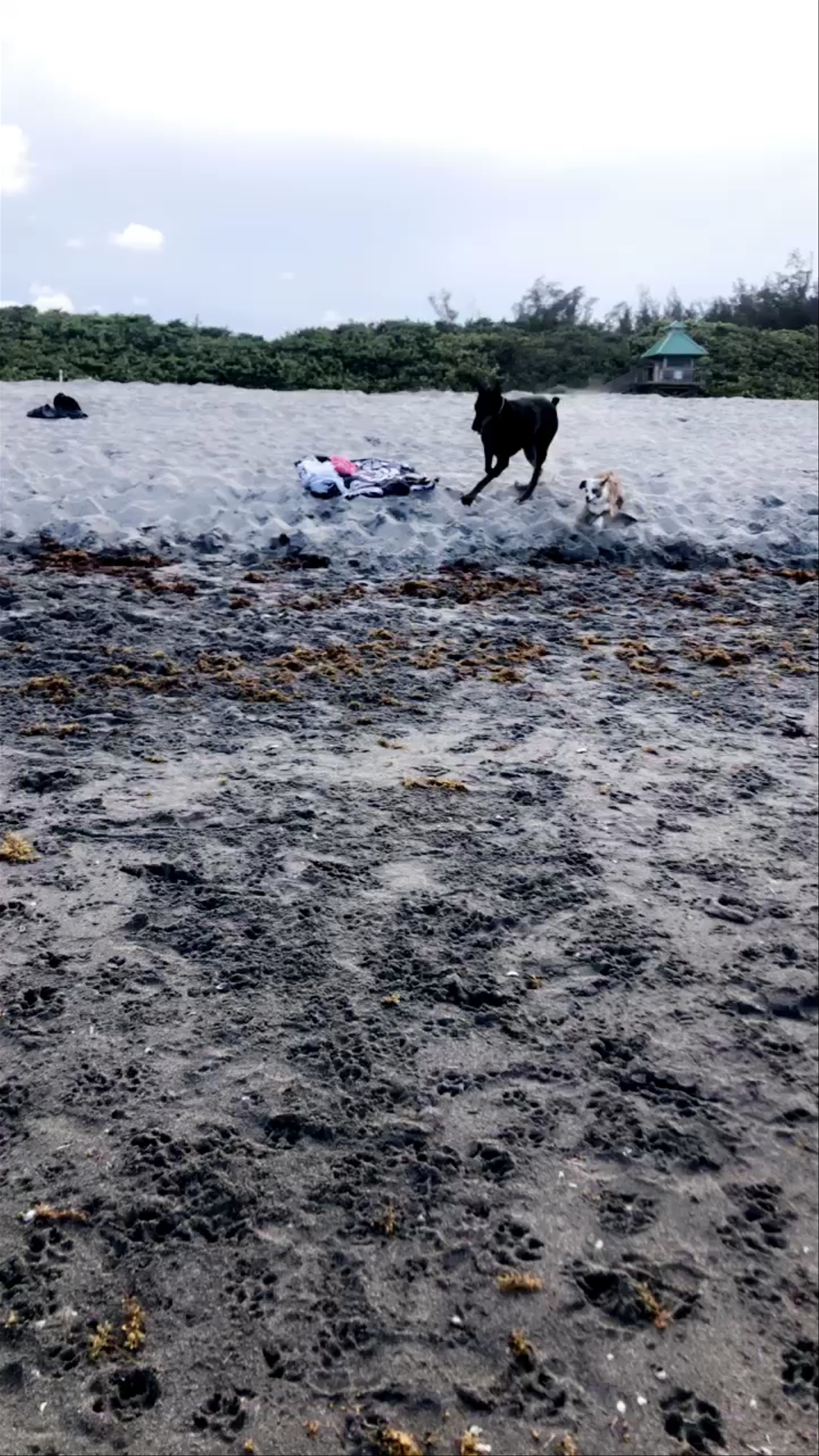 Bark Park Dog Beach