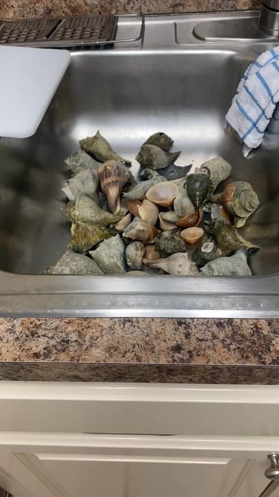Monster Reservations Group - Seashells collected at Shipyard Beach ! - Travel Services Near Me - Myrtle Beach, South Carolina