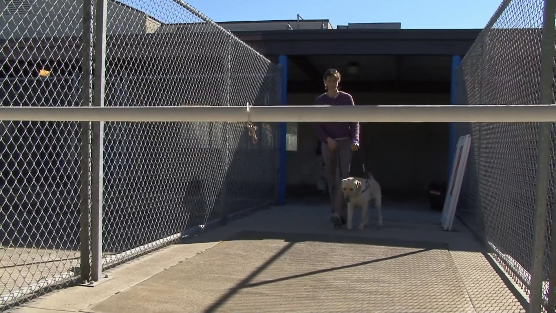 A handler guides a Labrador retriever through agility and obedience training exercises in both outdoor park and fenced facility settings. The process emphasizes focused interaction and positive reinforcement techniques.