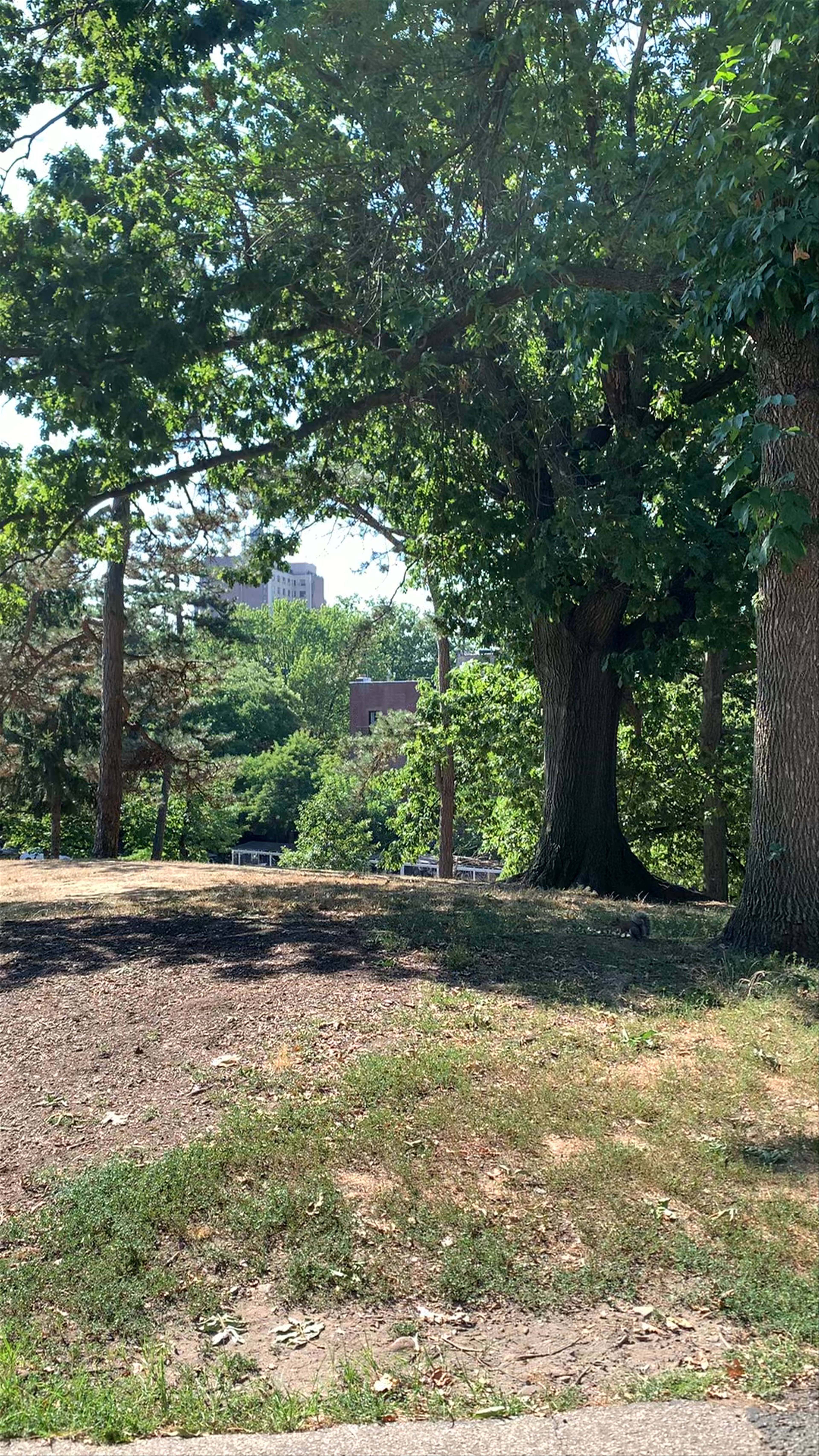 Serene Stroll Through Fort Greene Park in Brooklyn