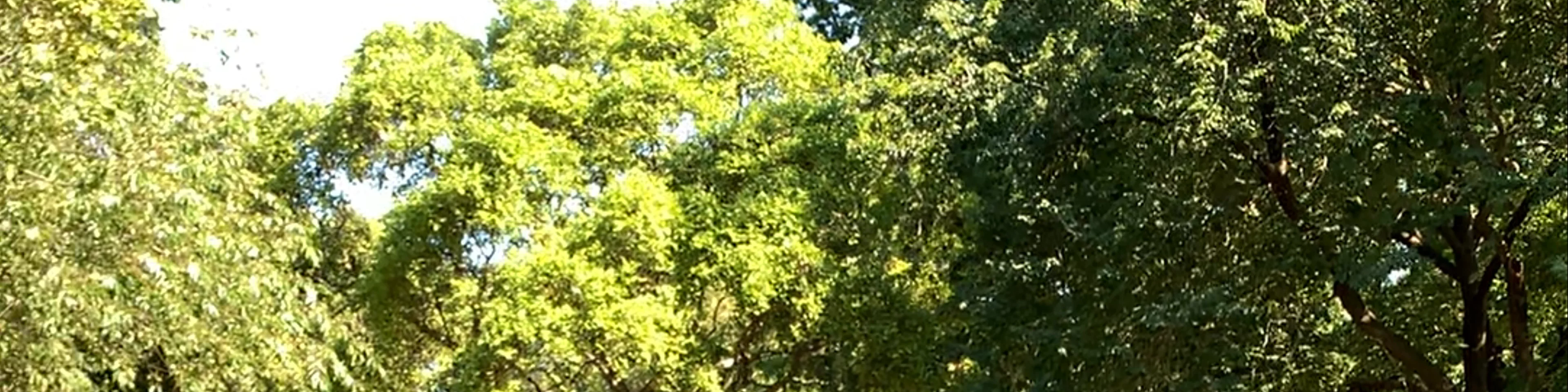 Fort Greene Park