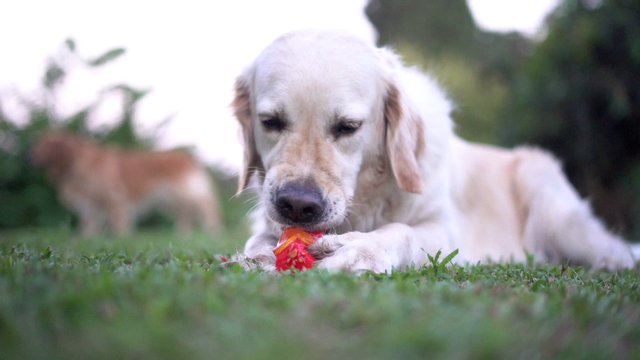 Golden retriever chewing a toy
