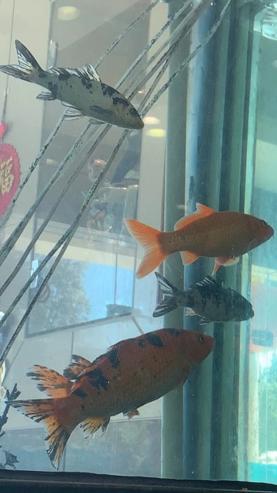 China King Buffet - Sat next to the fish tank and I enjoyed viewing the fishes - Chinese Near Me - Tijuana, BCN