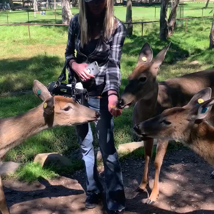 PECK’S WILDWOOD WILDLIFE PARK - Updated April 2026 - 92 Photos & 48 ...