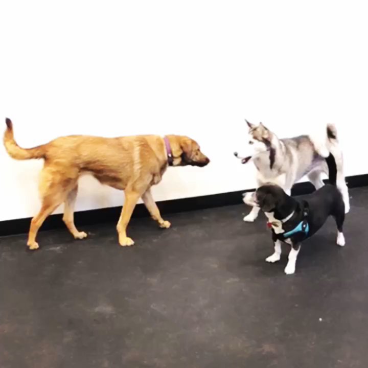 Brooklyn Paw House - Rosa chatting it up - Pet Groomers Near Me - Brooklyn, New York