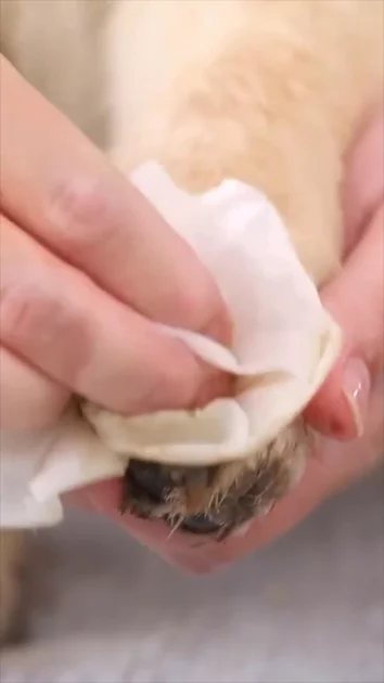 AFP Pet Wipes 3 | UGC