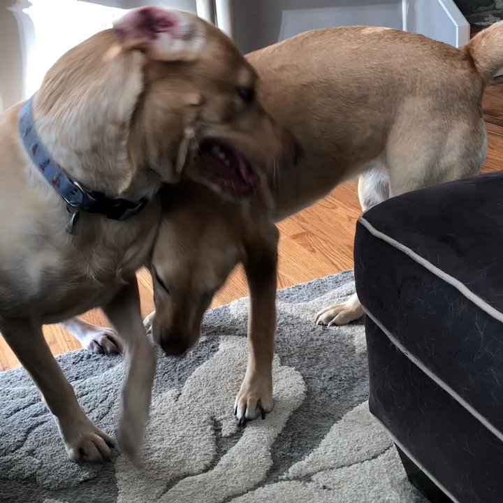 Morrison's Pet Care - Chance and Bear having a ball. - Pet Sitting Near Me