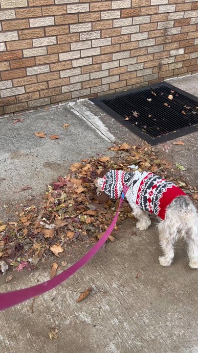 Wagging Tails - Heading in to my favorite place - Pet Stores Near Me - Forest Hills, New York