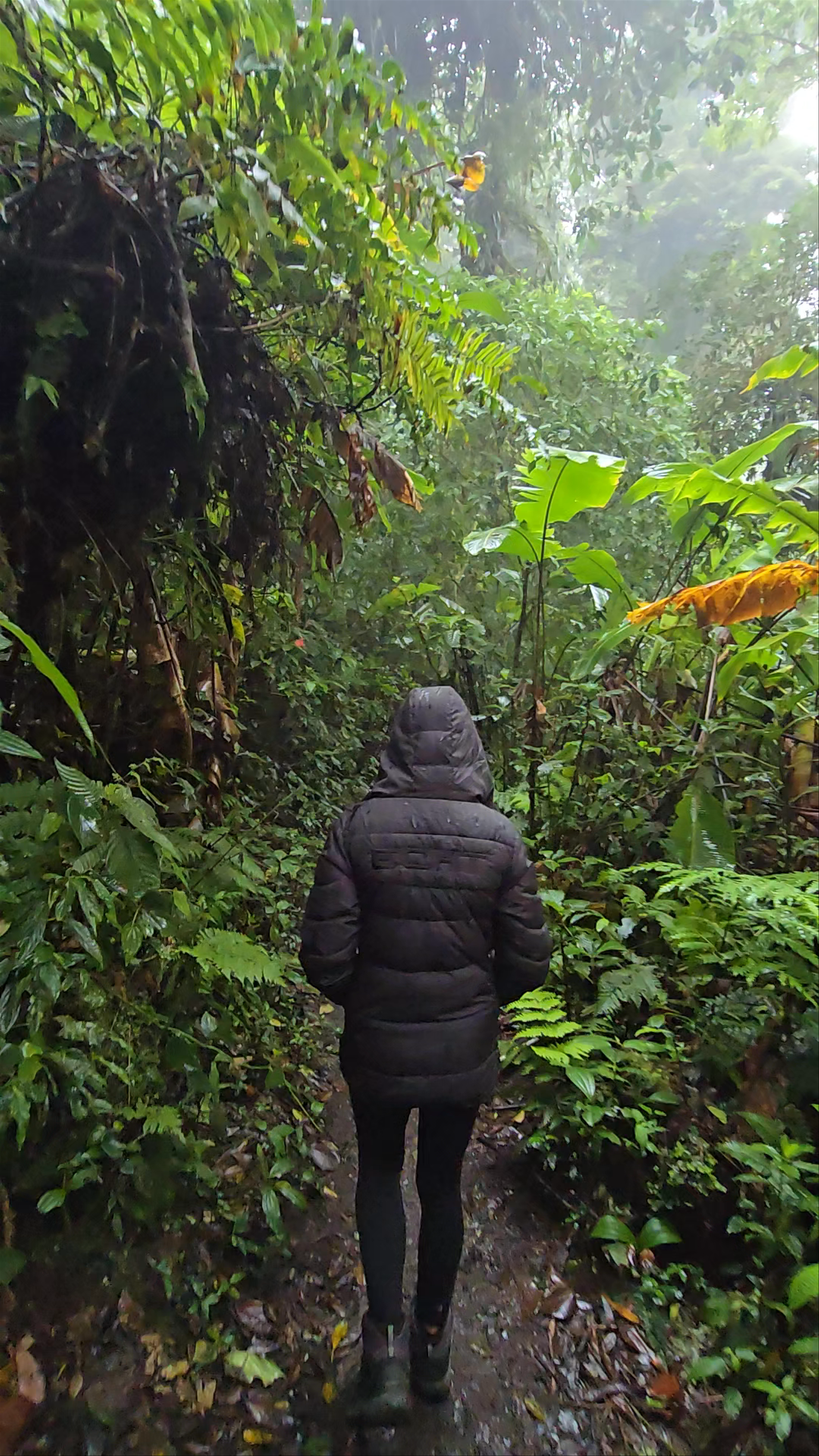 Monteverde Cloud Forest Biological Preserve
