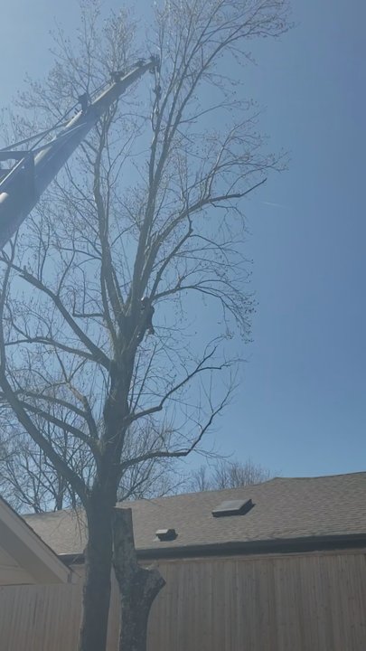 AJ Tree Service - Tree Services Near Me - Broken Arrow, Oklahoma