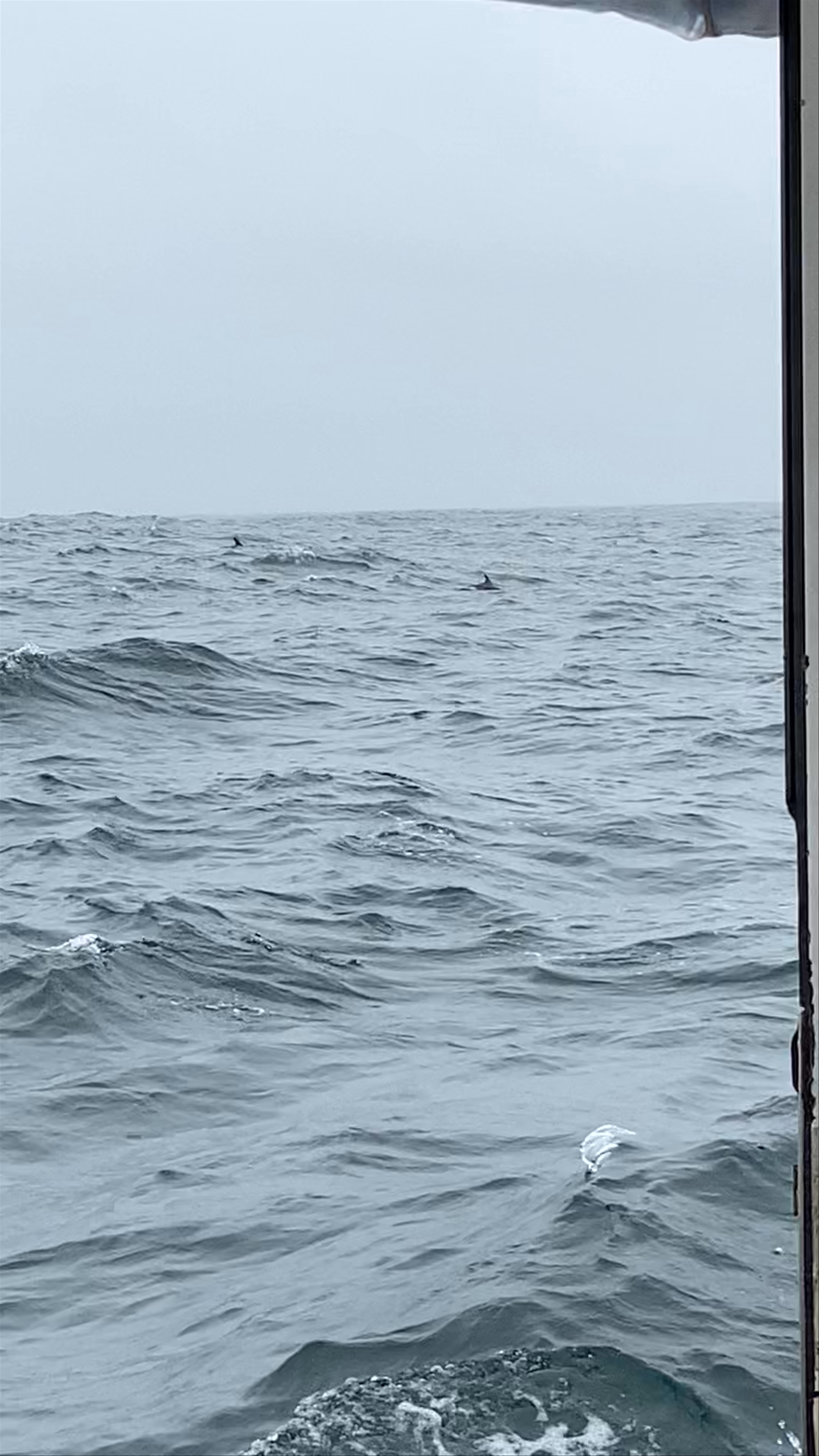 Berlengatur/ Berlengoest Lda