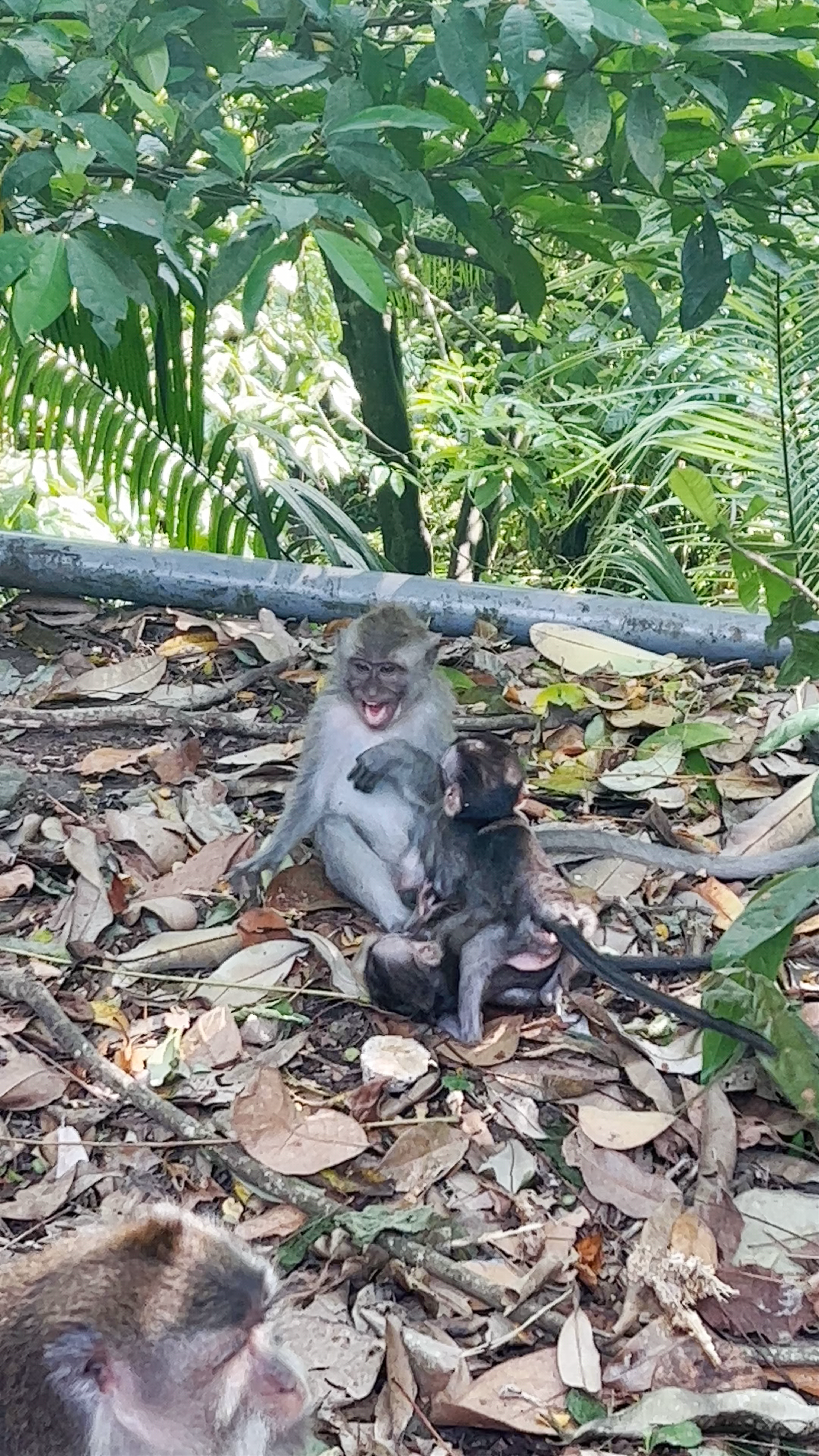 Sacred Monkey Forest Sanctuary