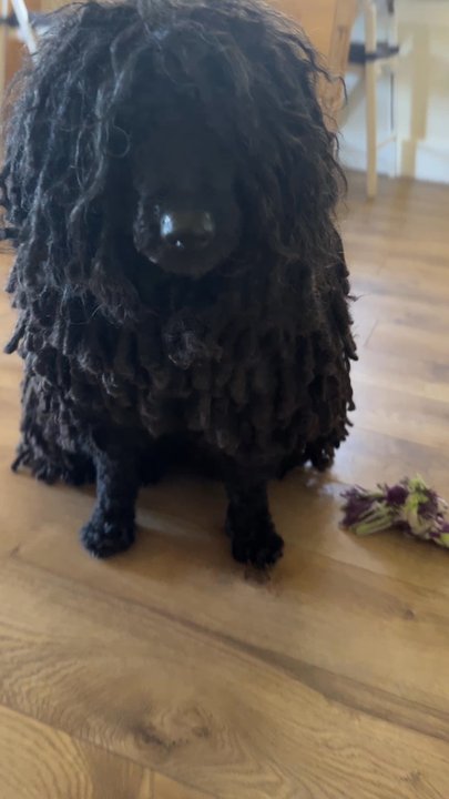 Wag N' Wash Natural Pet Food & Grooming - Pet Groomers Near Me - Aurora, Colorado