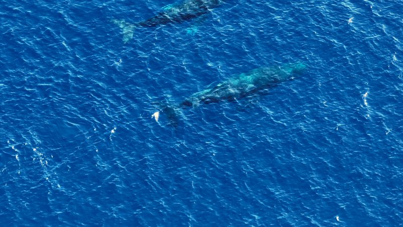 Humpback Whales by Drone poster