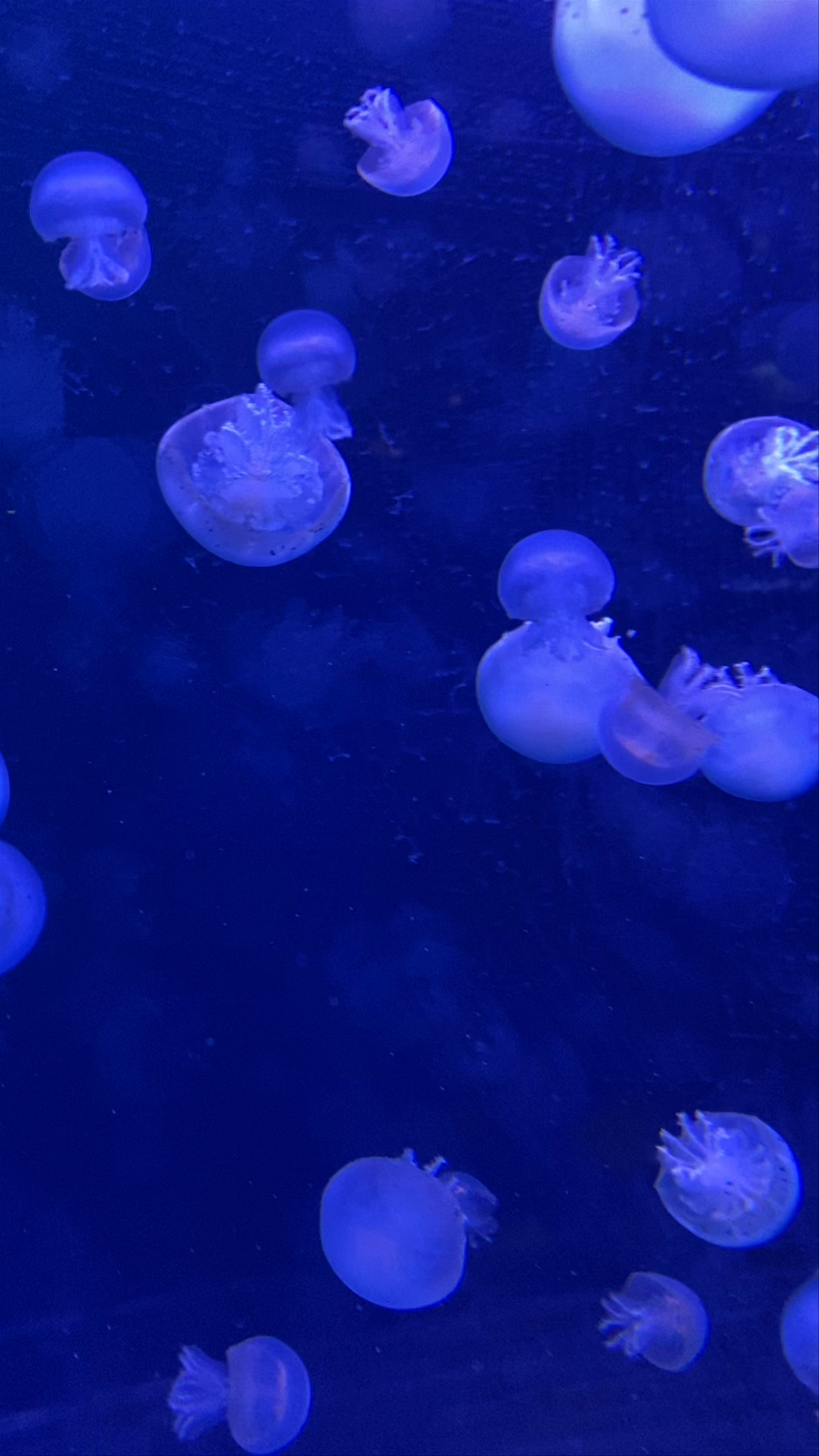 Mesmerizing Jellyfish at Haus des Meeres Aquarium in Vienna