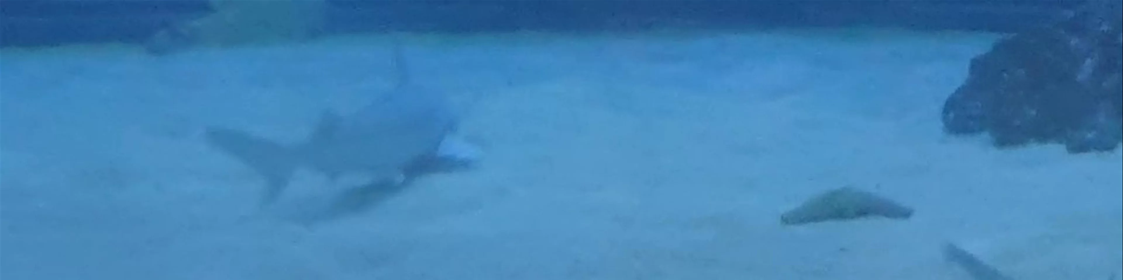 Aquarium Valencia
