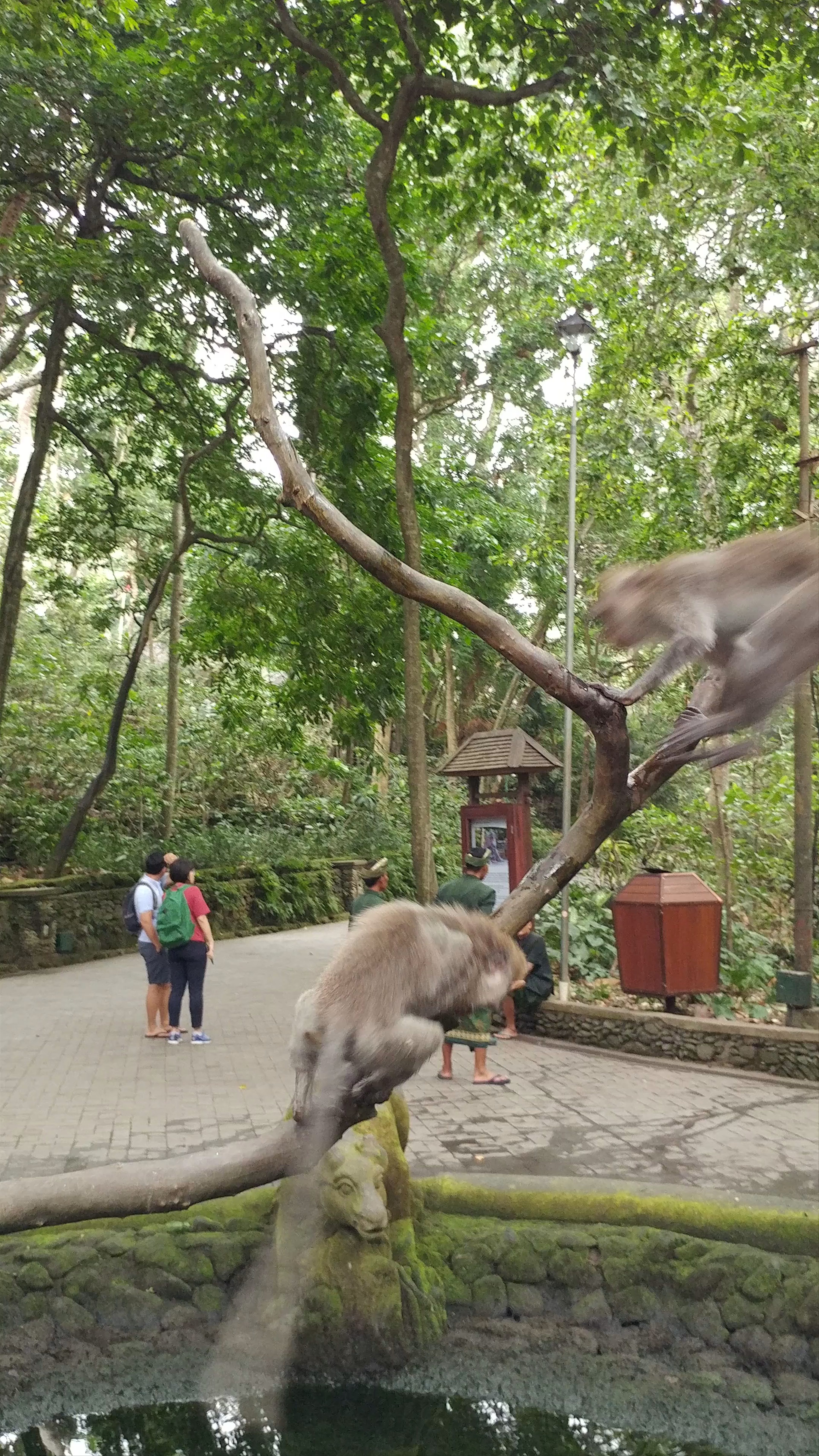 Sacred Monkey Forest Sanctuary: Playful Encounters in Ubud