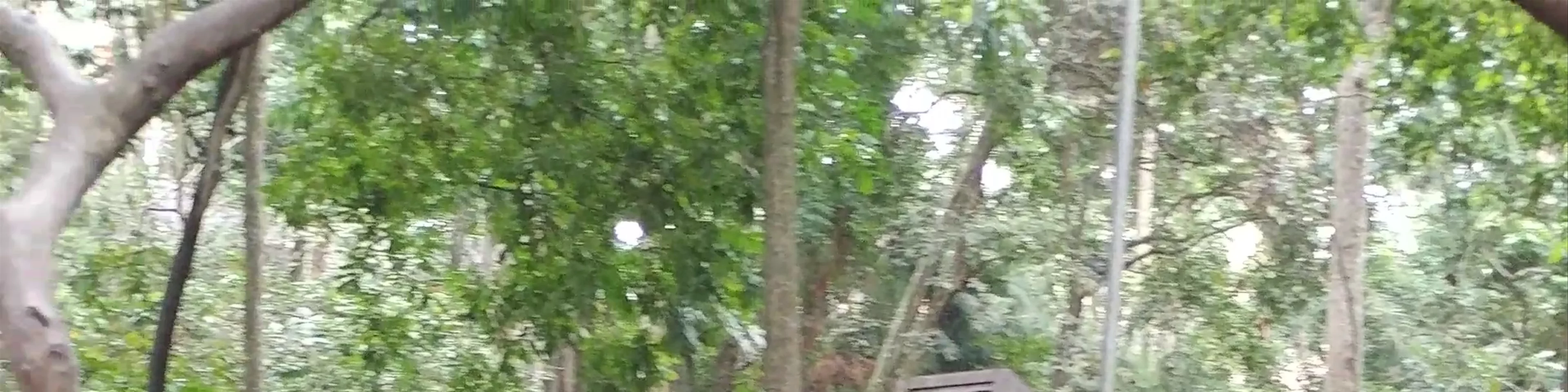 Sacred Monkey Forest Sanctuary