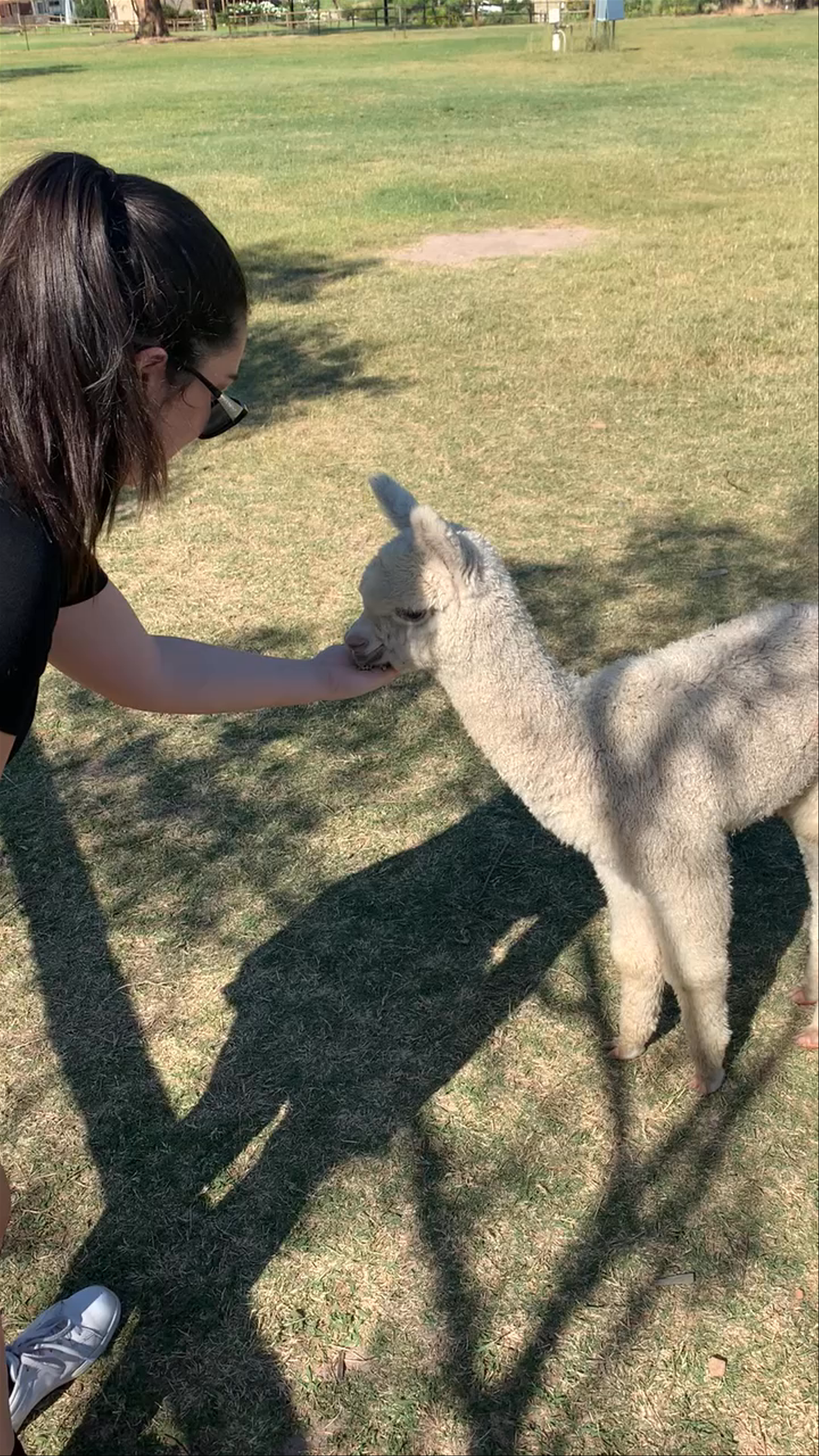 Starline Alpaca Farm