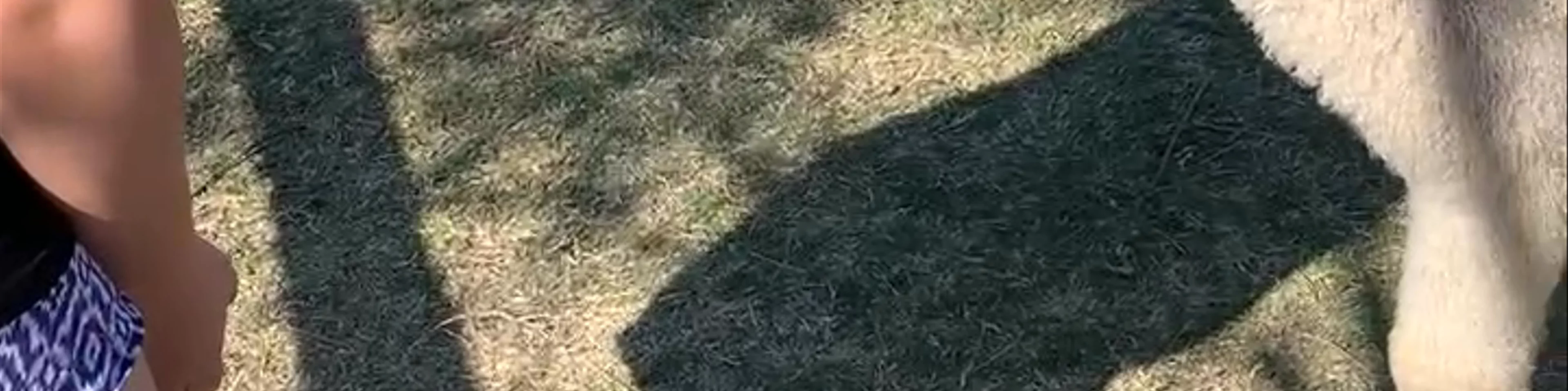 Starline Alpaca Farm