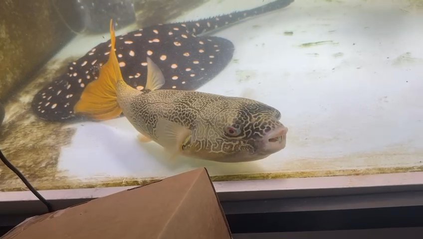 Mbu puffer
