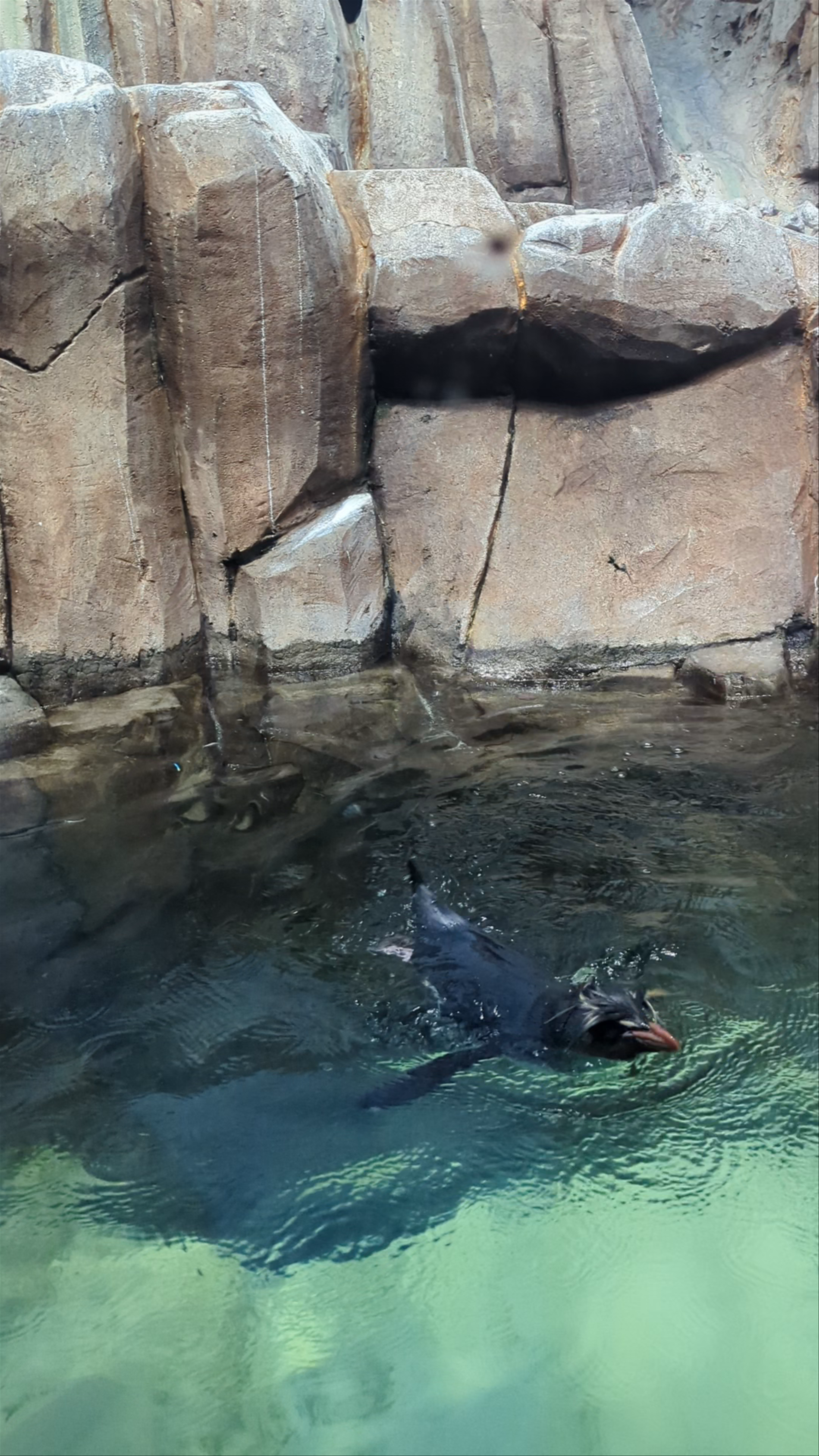 Biodôme de Montréal: Immersive Wildlife Encounter with Penguins
