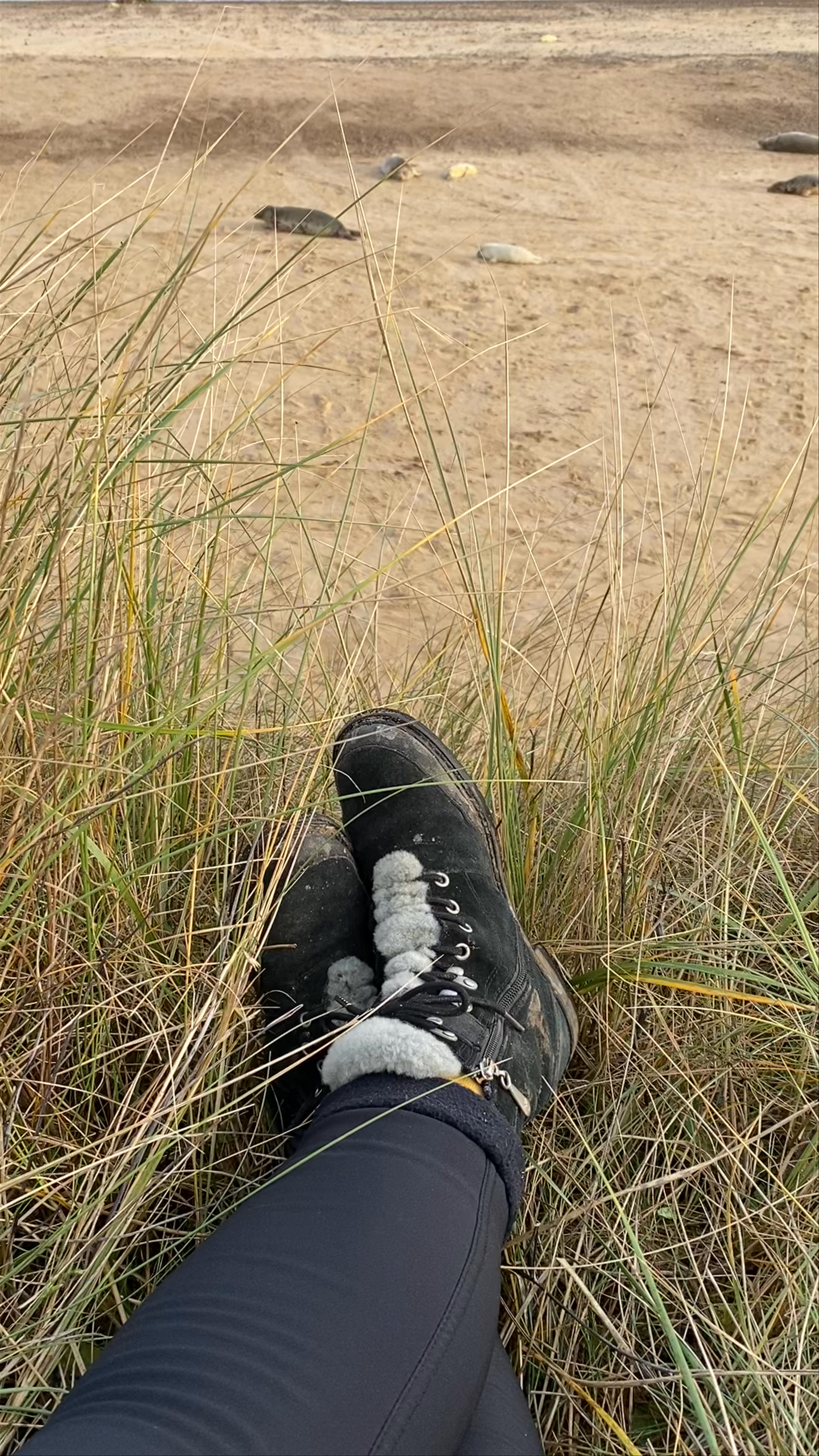 Seals at Horsey Gap
