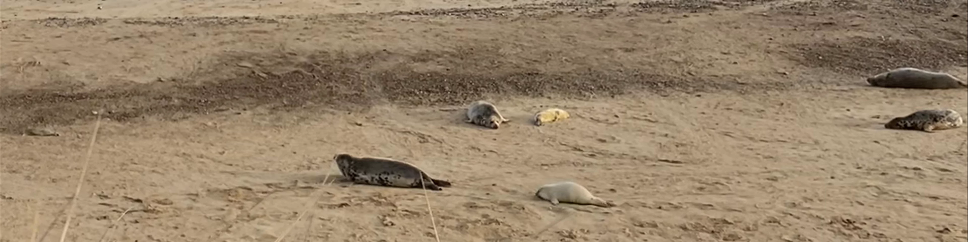 Seals at Horsey Gap