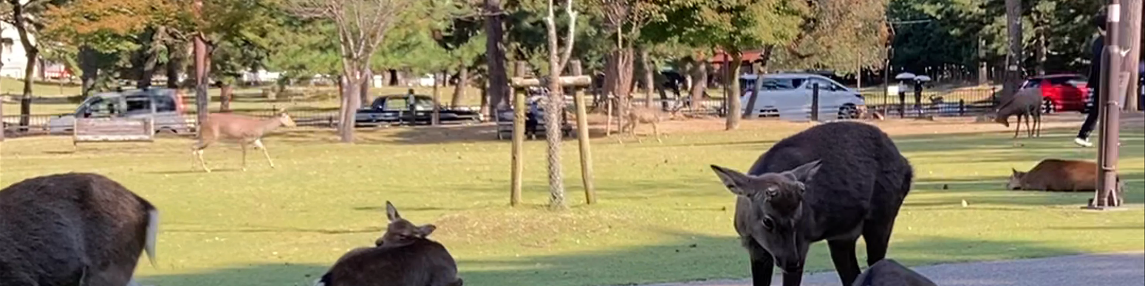 Nara Park