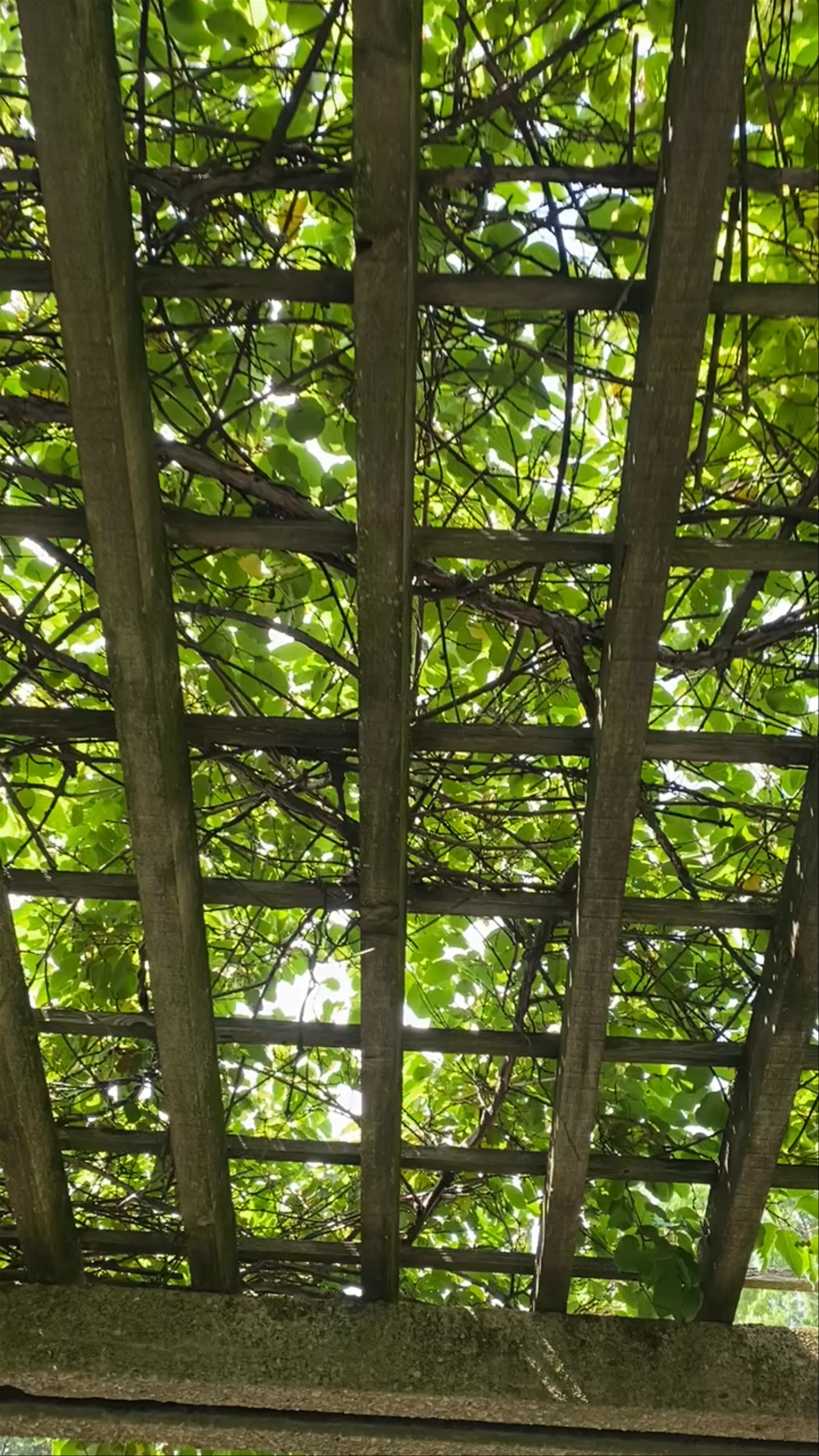 Brooklyn Botanic Garden
