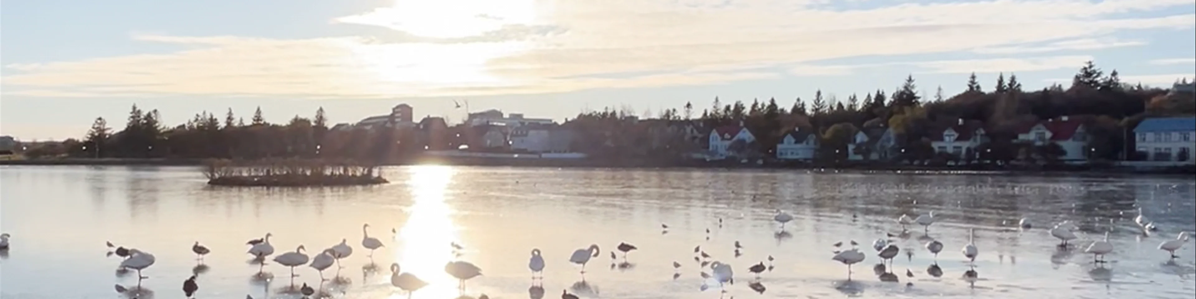 Tjörnin