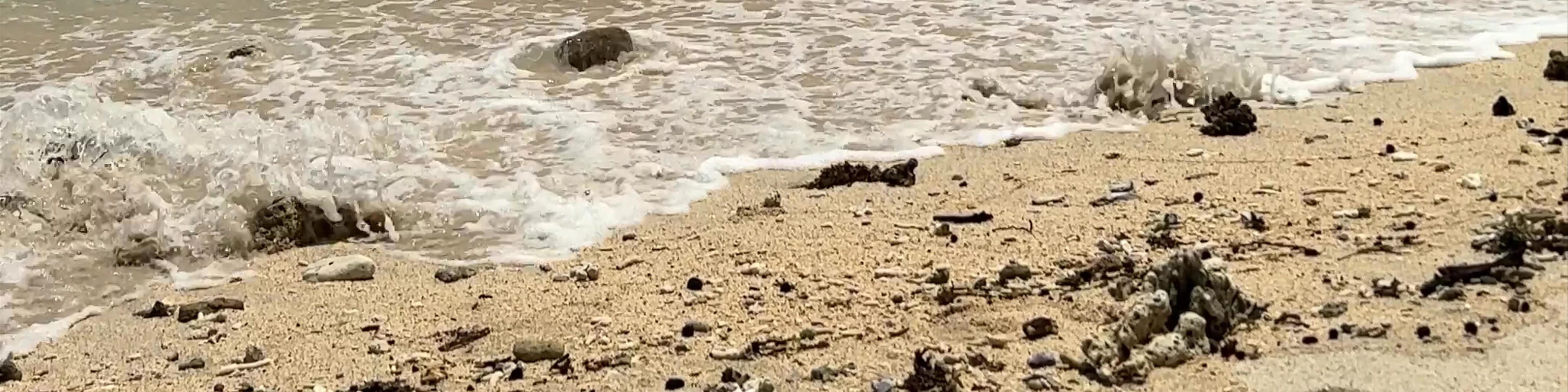 Turtle Point