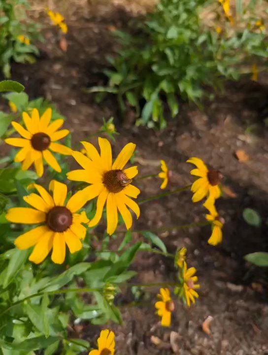 Elizabeth Wolfe Park - Bees buzzing - Parks Near Me - Jacksonville, Florida