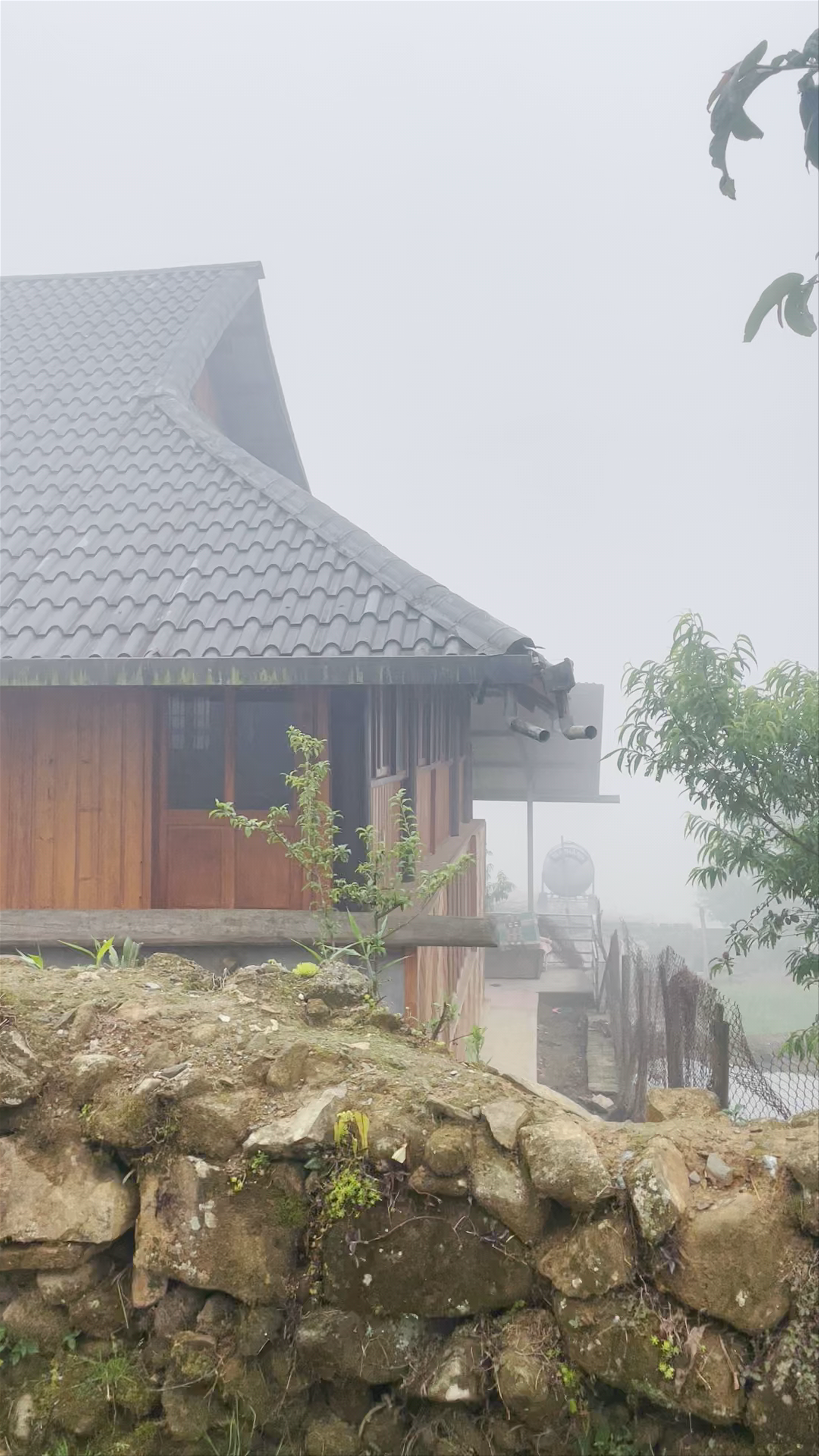 Mystical Morning in the Sacred Forest of Sa Pa, Vietnam