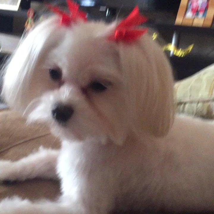 Pet's Choice Grooming - Short with a teddy bear face - Pet Groomers Near Me - Temple City, California