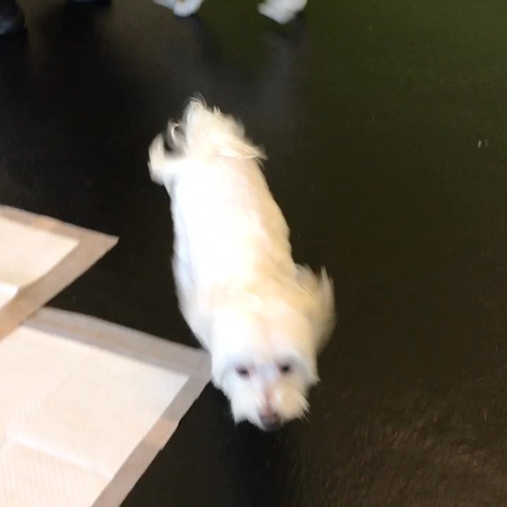 Groom House - Pet Groomers Near Me - Vancouver, British Columbia