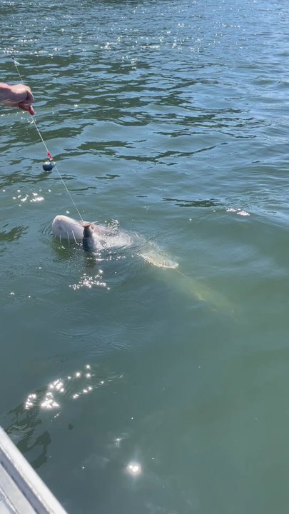 Always Catchin Fishing Charters - This guy took about an hour! Well worth it! - Fishing Near Me - Cascade Locks, Oregon