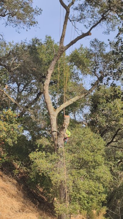 Sycamore Tree Service - Tree Services Near Me
