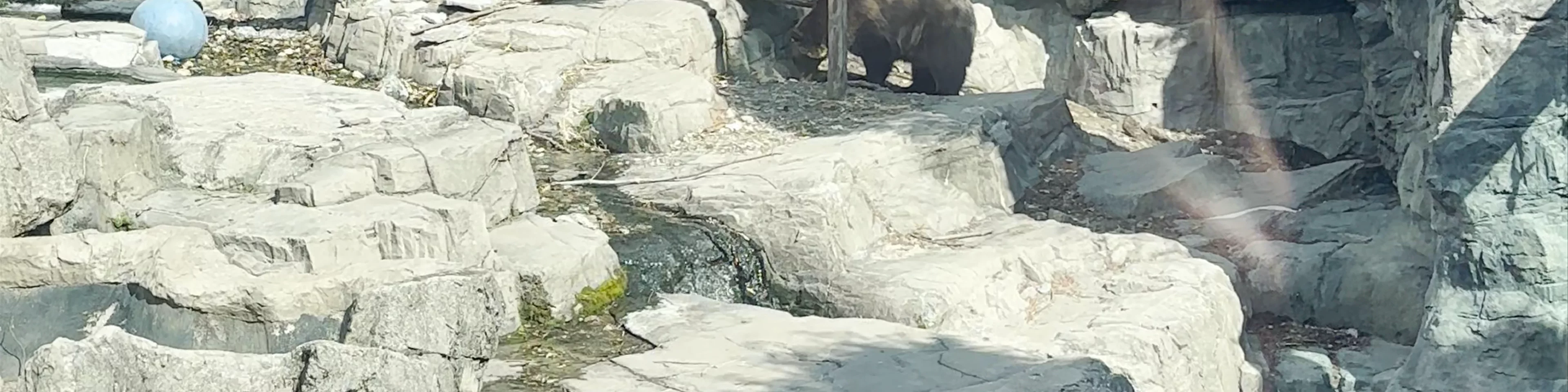 Zoológico de Central Park