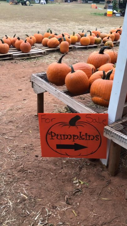Parkhurst Pumpkin Patch - Pumpkin Patches Near Me - Arcadia, Oklahoma