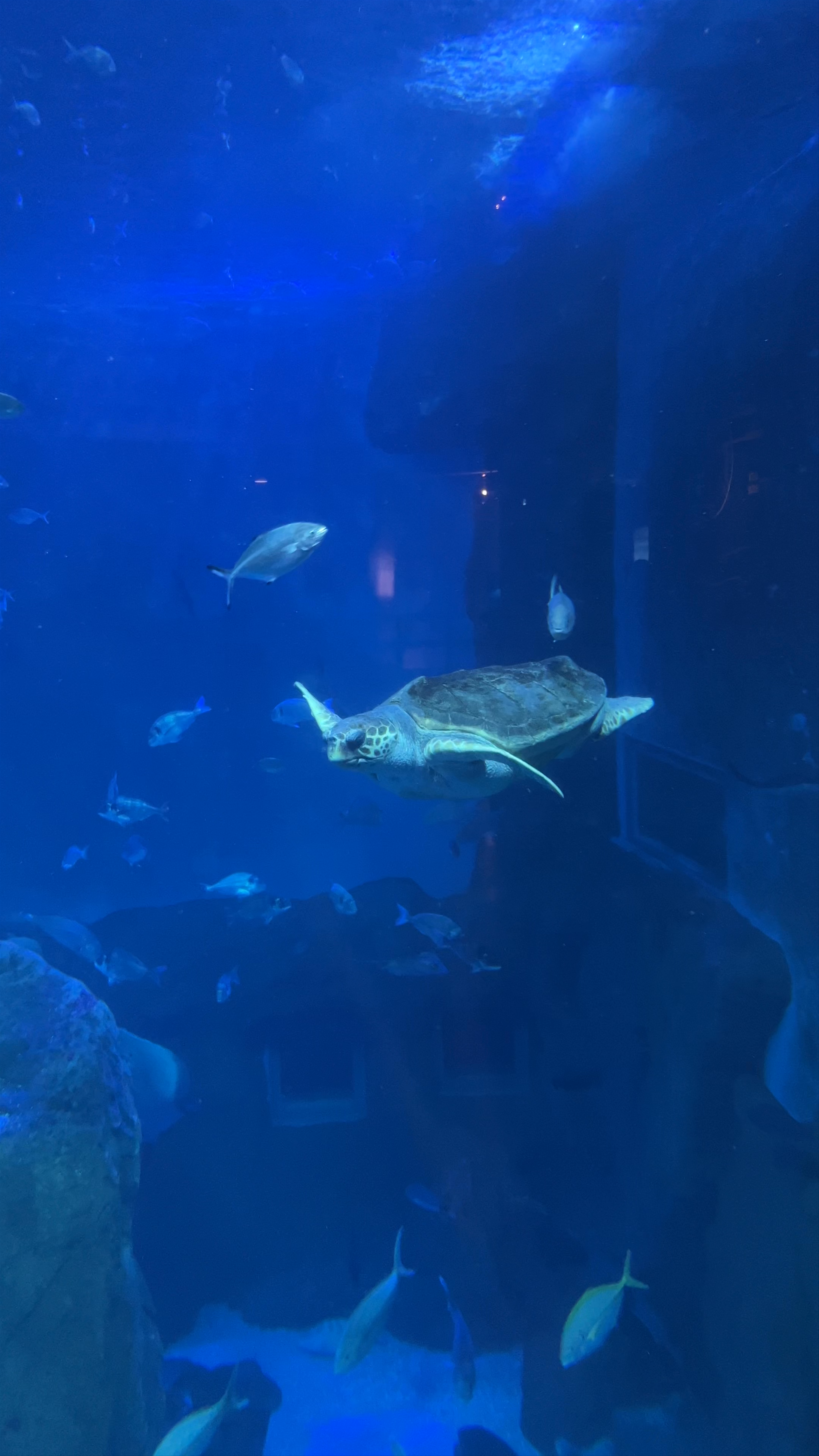 Sevilla Aquarium: Mesmerizing Marine Life in the Heart of Andalusia