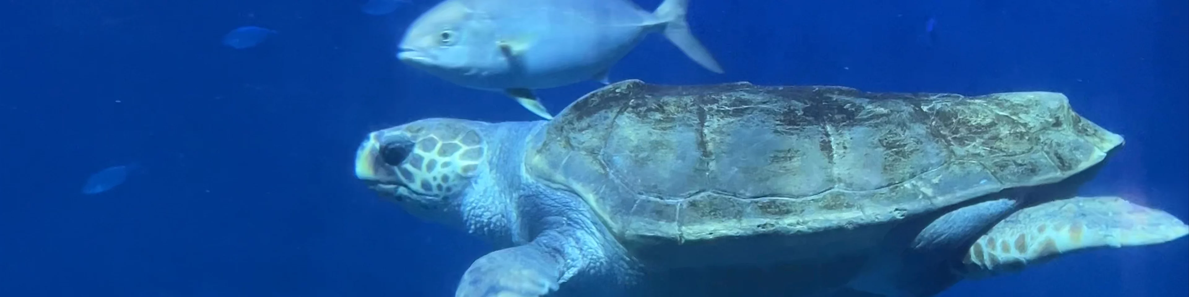 Sevilla Aquarium