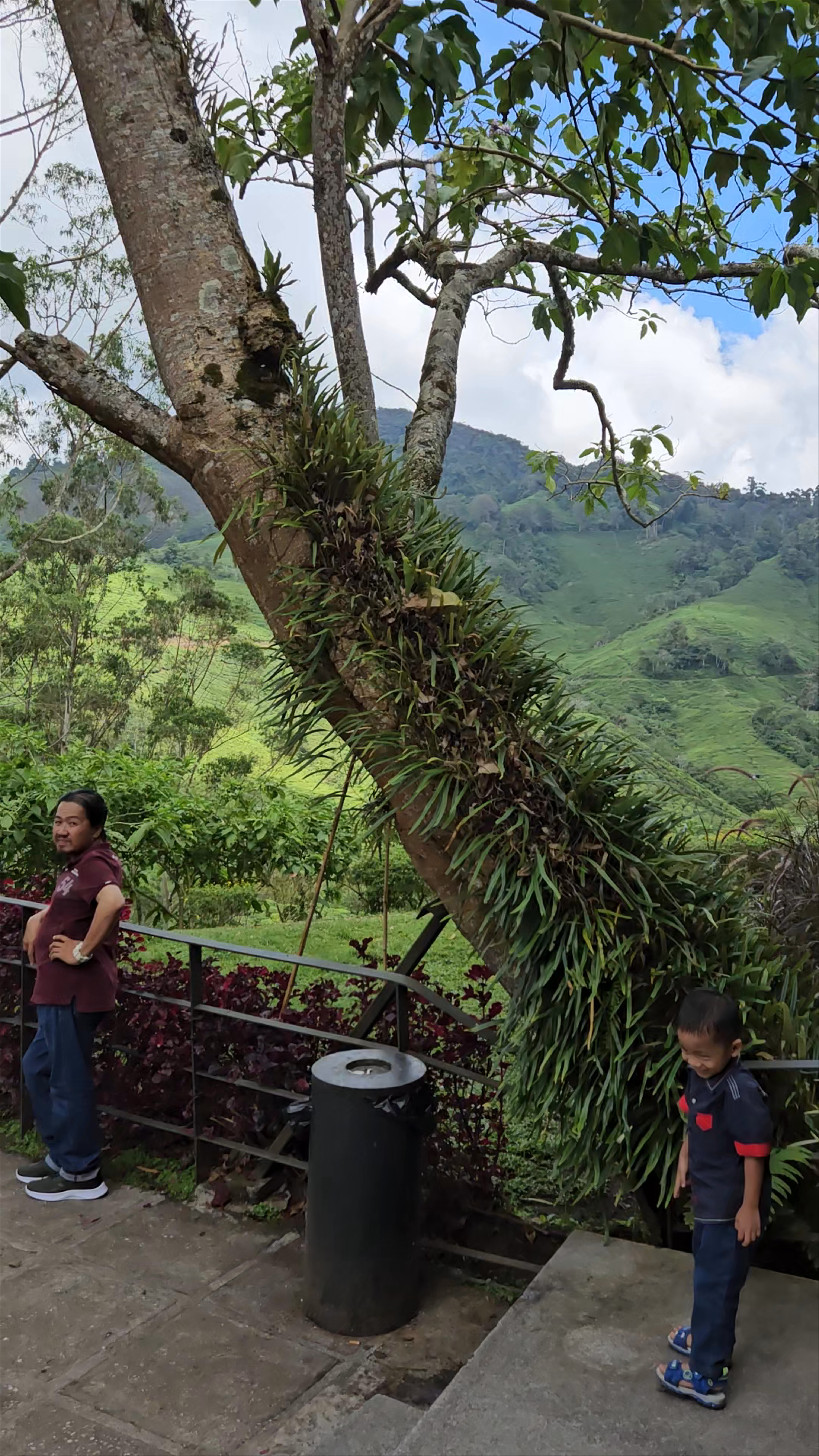 BOH Tea Centre