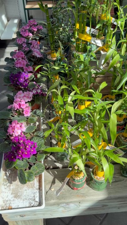 Garden World - Nurseries & Gardening Near Me - Franklin Square, New York