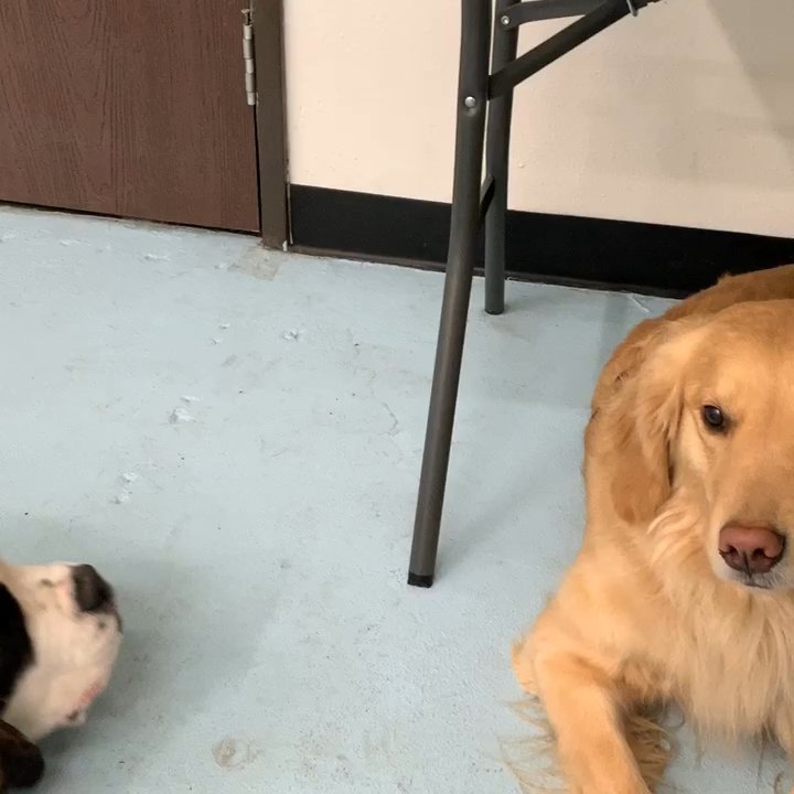 BADDogs - We usually have adult dogs in Puppy Club to help teach the youngsters better dog manners. Ben pushes Penny's buttons and she tells him off! - Pet Training Near Me - Corona, California